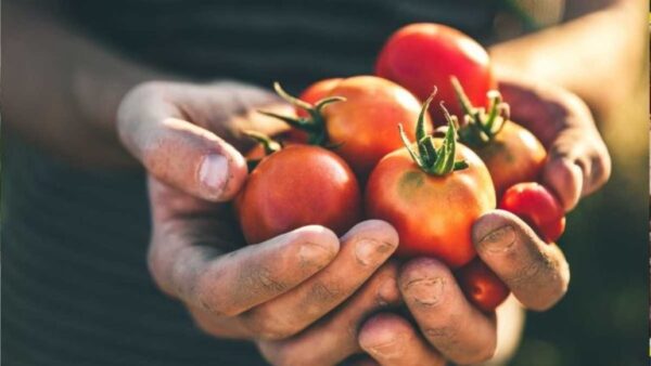 5 boas razões para cultivar seus próprios tomates