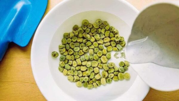 5 boas razões para mergulhar as sementes em água antes de plantar