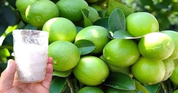 5 fertilizantes naturais para fortalecer e cultivar plantas em apenas alguns dias