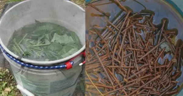 5 nutrientes essenciais para o seu jardim: Aprenda a obtê-los você mesmo