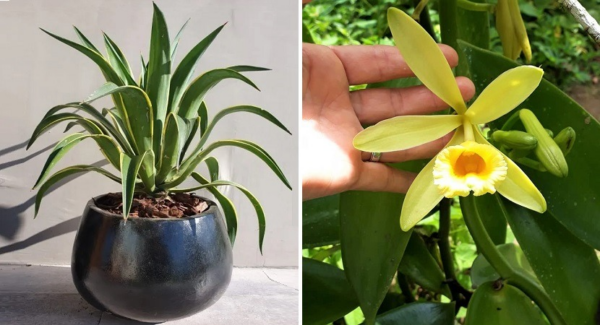 5 plantas de origem mexicana; Orgulho nacional!