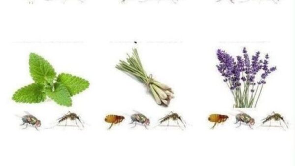 5 plantas que expulsam aranhas, formigas, mosquitos e escorpiões de casa