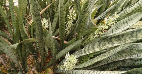 5 razões pelas quais você deve ter sansevieria em casa