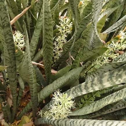 5 razões pelas quais você deveria ter sansevieria em casa