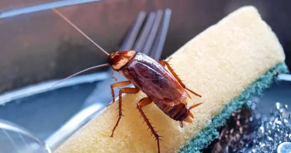 5 truques eficazes para encontrar e destruir ovos de baratas para sempre