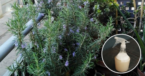 5 truques para cultivar alecrim na varanda