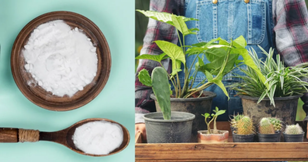 5 usos do bicarbonato de sódio para cuidar de suas plantas