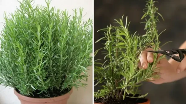 6 cuidados necessários para que o alecrim dure mais de 10 anos