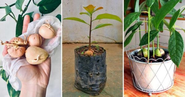 6 dicas para cultivar abacates em vasos e transformá-los em frutas