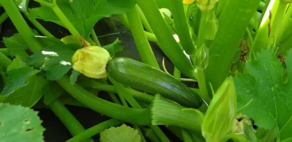 6 dicas úteis para o cultivo de plantas de abobrinha