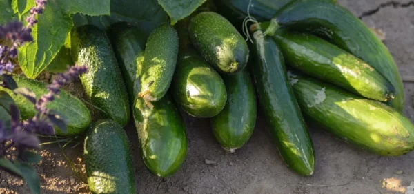 6 erros que matam desnecessariamente sua colheita de pepino