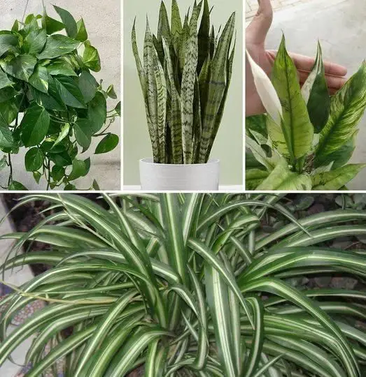 6 plantas caseiras que comprovadamente reduzem a poeira e os alérgenos em sua casa