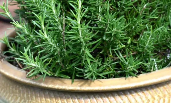 6 plantas que mantêm aranhas, formigas, baratas e outros insetos longe de sua casa