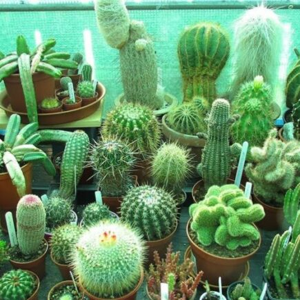 6 variedades de suculentas fáceis de cultivar em casa