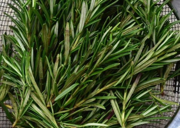 7 coisas que você pode fazer se tiver alecrim em casa