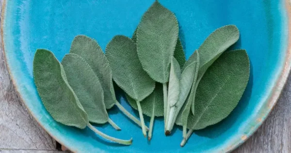 7 coisas que você pode fazer se tiver sálvia em casa