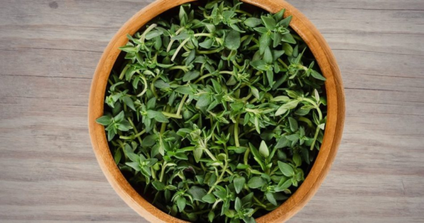 7 coisas que você pode fazer se tiver tomilho em casa