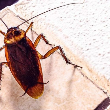 7 dicas para se livrar dos insetos em casa