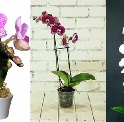7 erros comuns no cultivo de orquídeas para evitar
