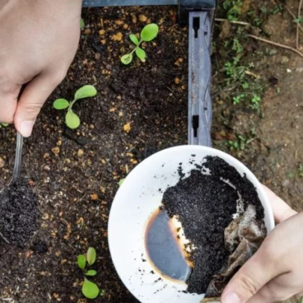 7 fertilizantes caseiros naturais para o jardim e para fertilizar suas plantas