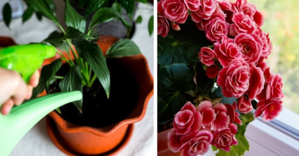 7 fertilizantes naturais que ajudam a fazer suas plantas florescerem