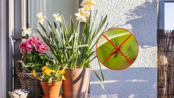 7 plantas cheirosas e lindas para manter na varanda: afastam moscas e mosquitos