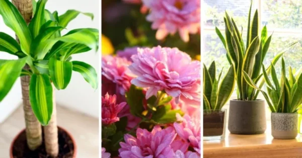 7 plantas de interior que eliminam odores desagradáveis ​​da sua casa