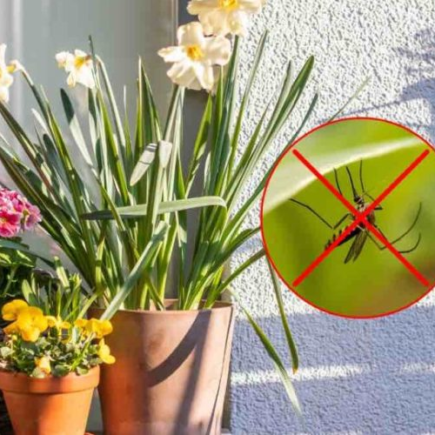 7 plantas perfumadas e lindas para a varanda: vão afastar moscas e mosquitos