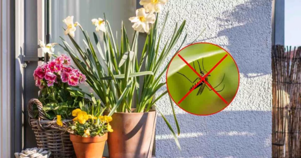 7 plantas perfumadas e lindas para manter na varanda: afastam moscas e mosquitos