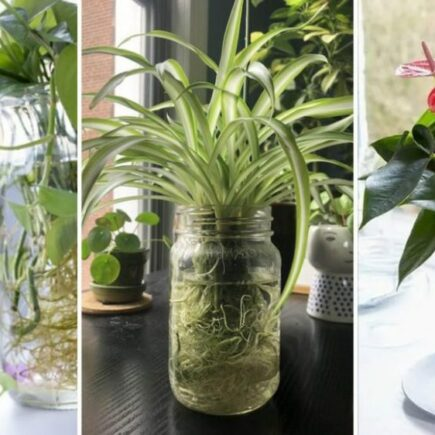 7 plantas que crescem e florescem na água (então você não precisa usar solo)