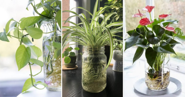 7 plantas que crescem e florescem na água (para não precisar usar terra)