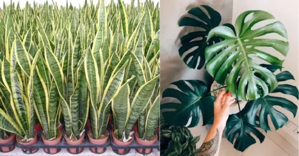 7 plantas que só são regadas uma vez por semana