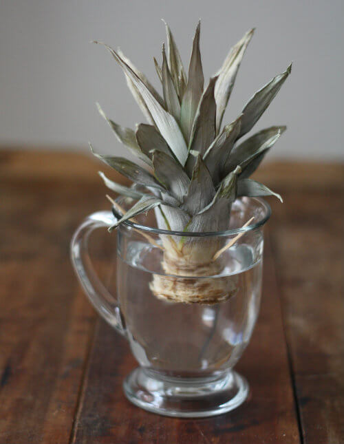 8 alimentos que podem crescer novamente a partir do topo - 61