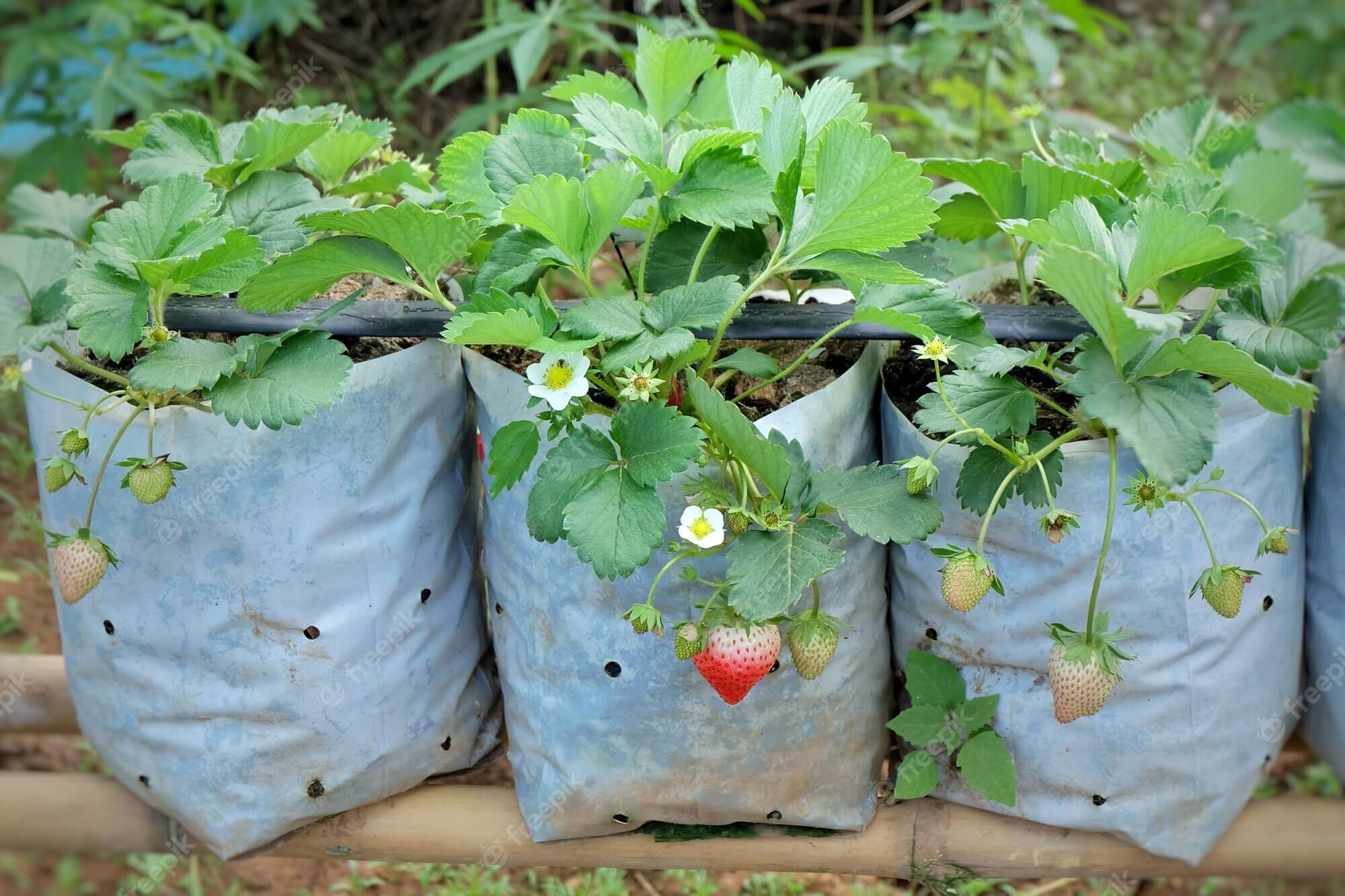 8 alimentos que podem crescer novamente a partir do topo - 59