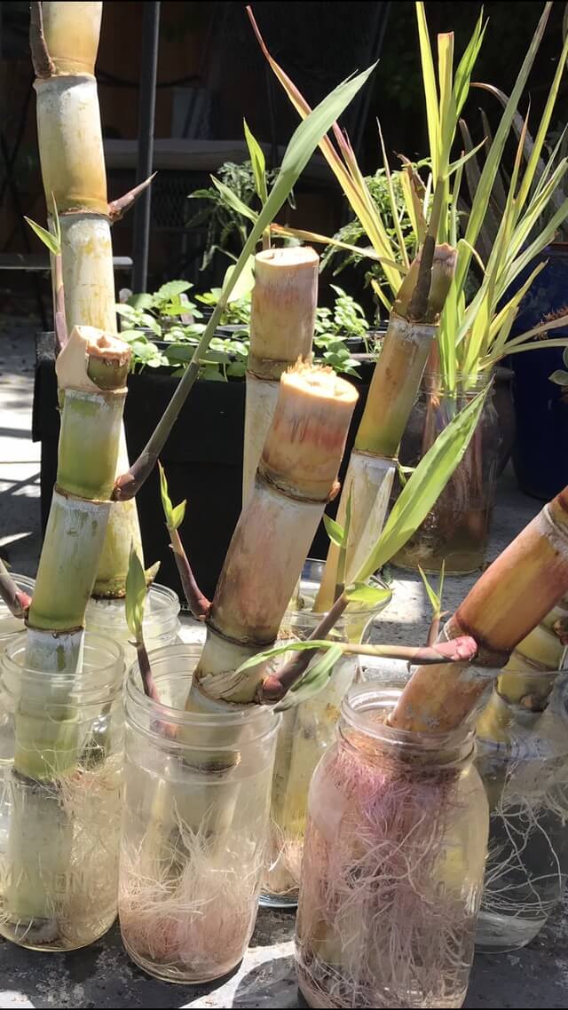 8 alimentos comestíveis que podem crescer novamente a partir do topo - 63