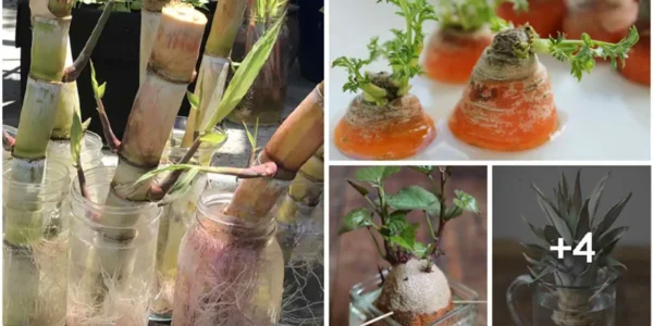 8 alimentos comestíveis que podem crescer novamente a partir do topo