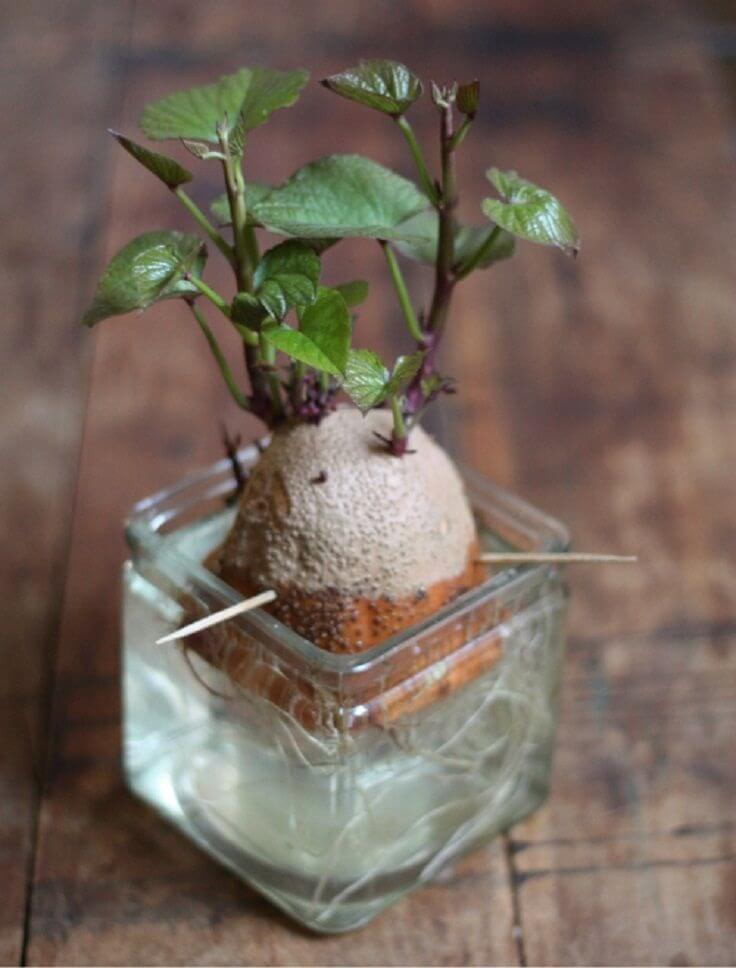 8 alimentos que podem crescer novamente a partir do topo - 55