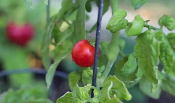8 frutas e legumes para cultivar em vasos na varanda