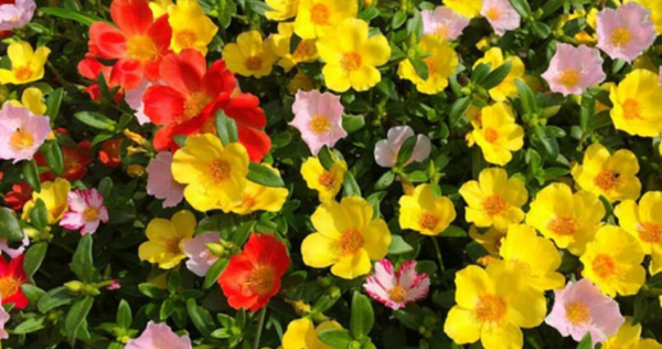 8 melhores plantas de jardim resistentes à seca