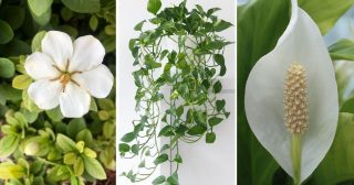 8 plantas para colocar no quarto para estimular o sono e decorar