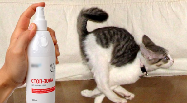 8 repelentes naturais para manter os gatos afastados: eles odeiam