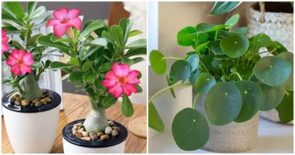 8 suculentas fáceis de cultivar que atraem dinheiro para sua casa