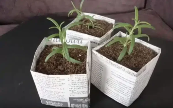 9 maneiras inteligentes de usar jornal para um lindo jardim