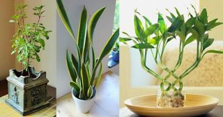 9 plantas que atraem energia positiva para sua casa