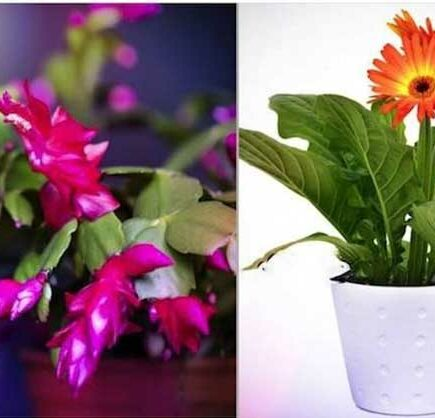 9 plantas que liberam oxigênio mesmo à noite