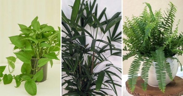 9 plantas que purificam o ar da sua casa e eliminam os maus odores