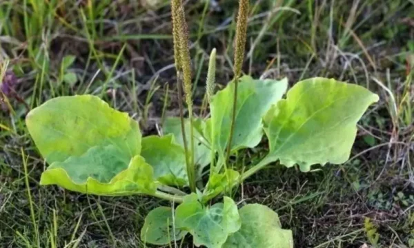 9 razões para não matar a banana-da-terra de folha larga: uma poderosa erva medicinal