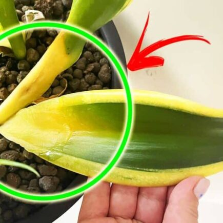 A LÍNGUA DA SOGRA TEM FOLHAS AMARELAS? VOCÊ PODE CONSERTAR ASSIM