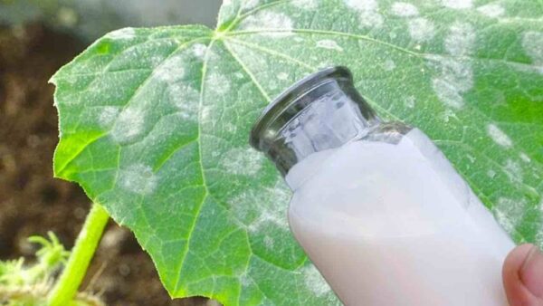 A defesa mais forte para o jardim contra todos os tipos de doenças: chega de folhas amarelas