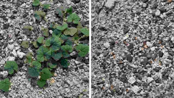 A maneinojentas ra infalível de se livrar dessas ervas daninhas que crescem em seu cascalho